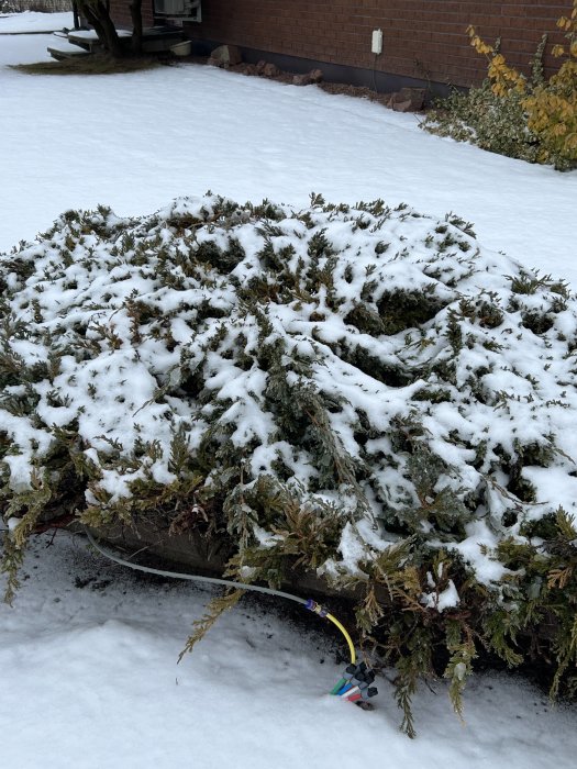 Snötäckt buskage, synliga julgransljus, tegelhus i bakgrunden, vintrig trädgårdsmiljö.