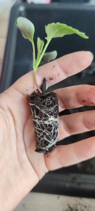 En hand håller en planta med tydliga rötter och jordklump. Gardening, odling, miljövänligt.