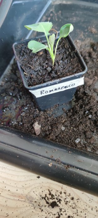 Romansco-fröplanta i kruka, etikett, fuktig jord, förvaras inomhus på bricka.