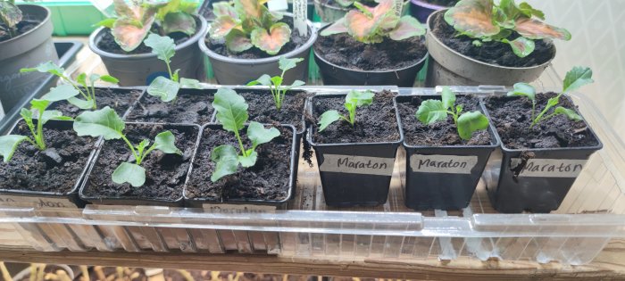 Unga plantor i märkta krukor växer inomhus, arrangemang för odling, hemodling, trädgårdsskötsel.
