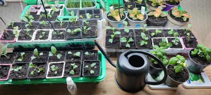 Inomhusodling av plantor med växtlampa, växtkärl, vattenkanna och jord på en bänk.