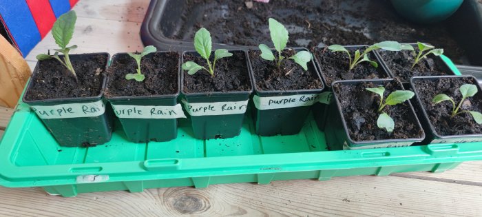 Gröna krukor med småplantor märkta "Purple Rain" på en grönt bricka. Odlingsarbete, trädgårdsskötsel.