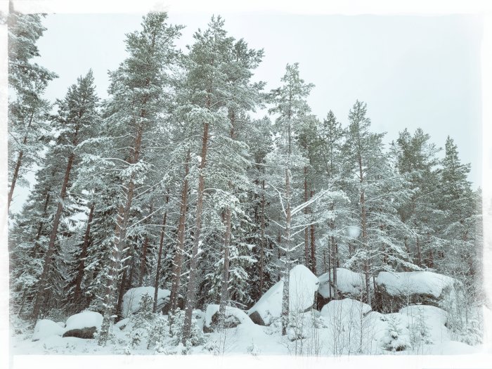 Snötäckta barrträd och stenar i ett vintrigt, stilla skogslandskap.