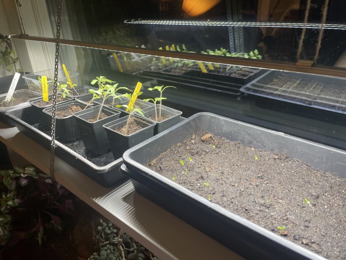 Inomhusodling med unga växter och plantor under växtljus, krukor i vattenbricka, reflektion i fönster.