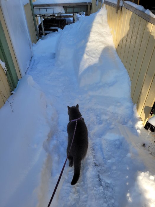 En grå katt med sele på snötäckt gångväg mellan gula husväggar och höga snödrivor.