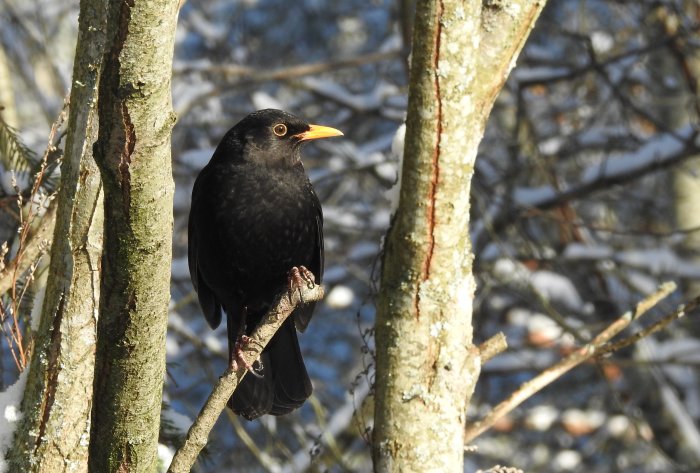 En koltrast sitter på en gren i ett solbelyst, snöigt skogsområde.