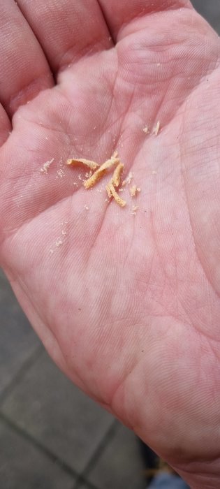 En handflata innehåller smulor eller brödbitar mot suddig bakgrund.