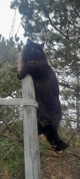 En svart långhårig katt sitter på staket stolpe, träd i bakgrunden, suddig himmel.