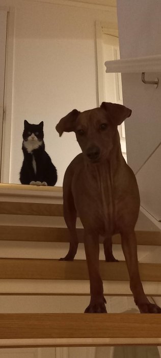 En hund står på trappsteg med en katt sittande på översta trappan, tittar nedåt. Domesticerade djurvänner i ett hem.