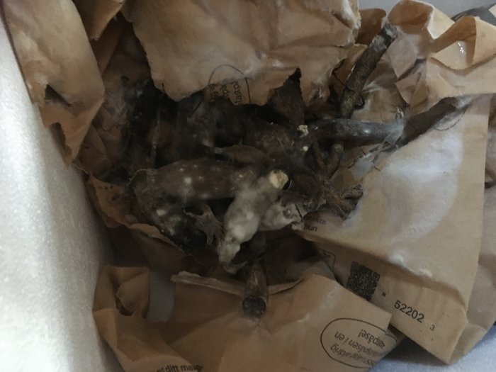 Brunnen papperspåse fylld med mögliga, ruttna vegetabiliska rester eller avfall.