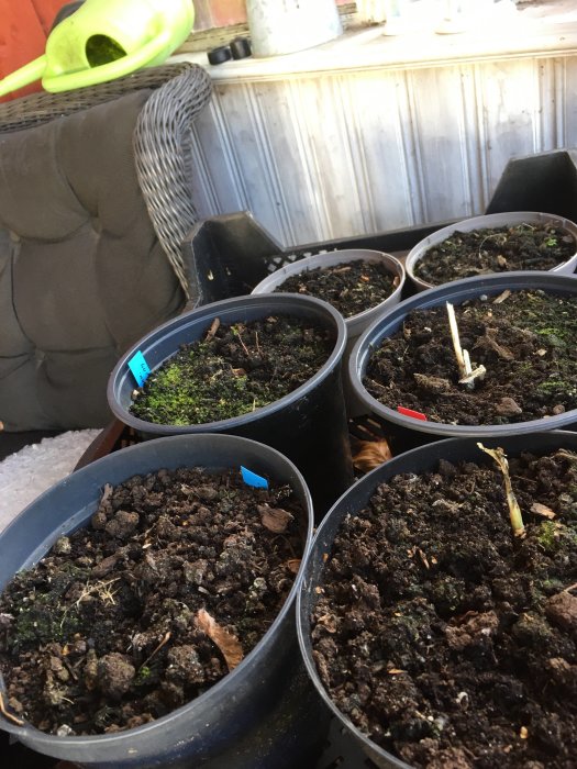 Plantkrukor med jord, små groddar, vattenkanna i bakgrunden, antydan till trädgårdsarbete.