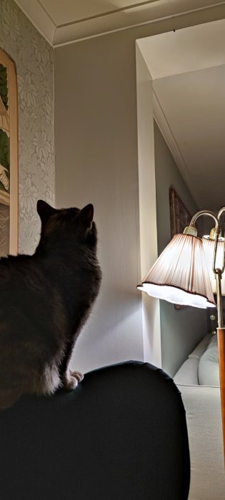 Katt på soffas ryggstöd i vardagsrum, tittar mot fönster, lampa.