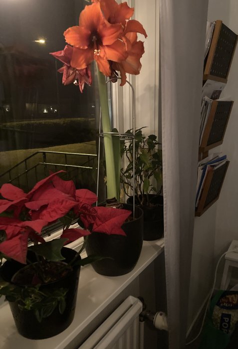 Ett fönster med blommor och växter om natten. Amaryllis i blom, julstjärnor, ligger på en fönsterbräda.