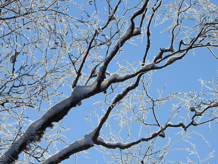 Trädgrenar täckta med snö mot en klarblå himmel.