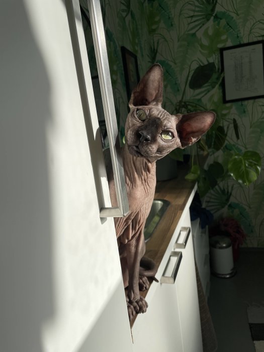 En nakenfärgad Sphynx-katt tittar fram bakom ett vitt skåp, med gröna växter och solljus i bakgrunden.