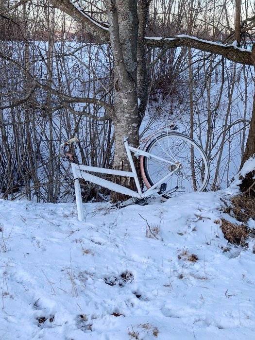 Vitt övergivet cykelskelett lutat mot träd i snöig terräng med nakna grenar i bakgrunden.