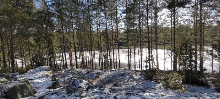 Skog med tallar, soligt, snöfläckar, klippor i förgrunden, fruset vattendrag i bakgrunden.