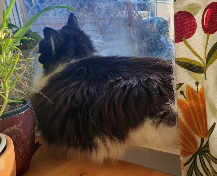 Långhårig katt tittar ut genom ett fönster bredvid krukväxter och gardin. Soligt, hemtrevligt.