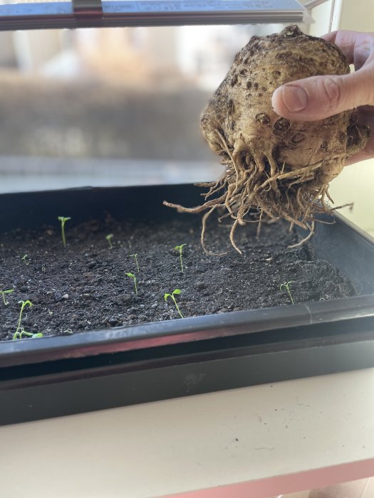 Hand håller knölad knöl över odlingslåda med små gröna plantor vid ett fönster.