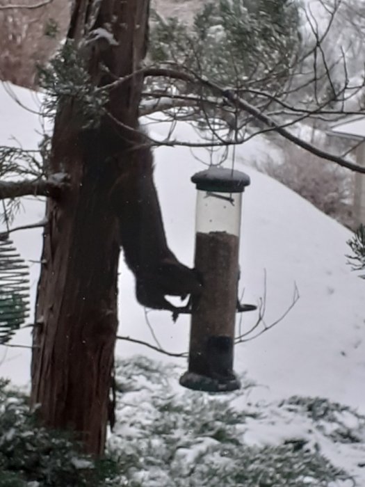 Ekorre hänger upp och ned på fågelmatare, snöig bakgrund, vinter, trädstam, gröna barrträds grenar.