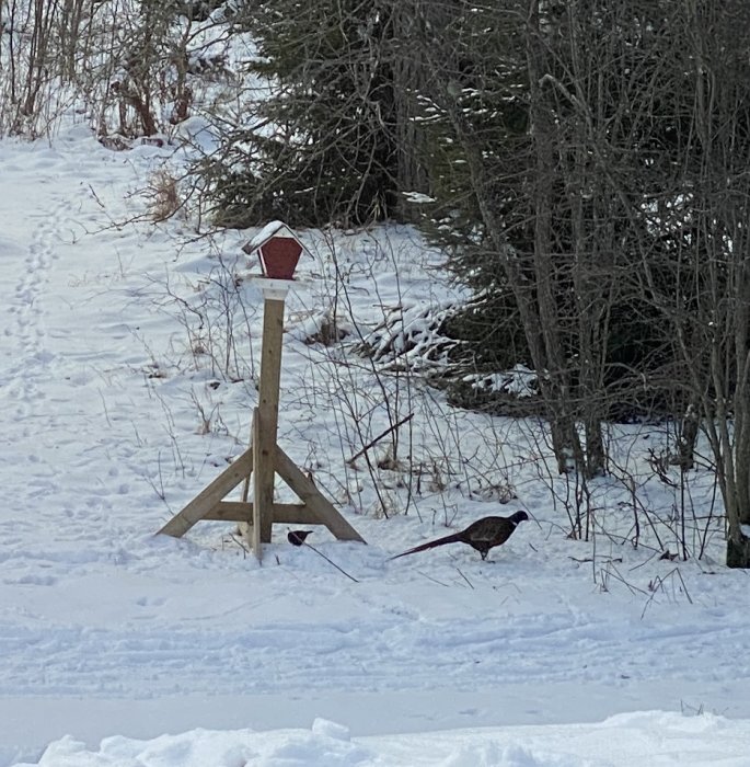 Fågelmatstation i snö med två fåglar, vinterträd bakom, spår i snön, lugnt utomhusmiljö.