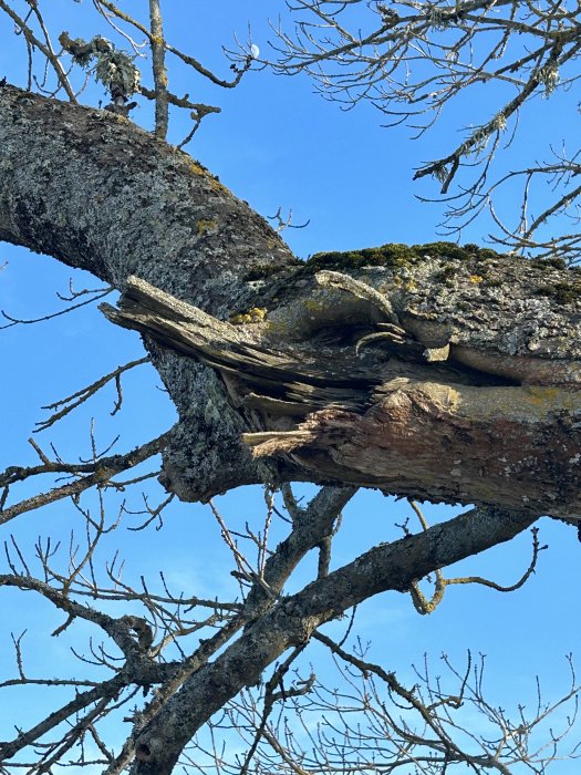 Gamla grenar, sprucket träd, mossa, nakna grenar mot klarblå himmel.