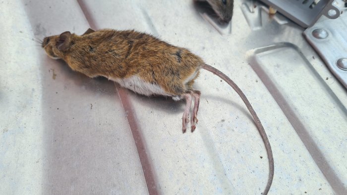 Död gnagare på metalltak, förmodligen mus, med synliga skador, naturligt ljus.