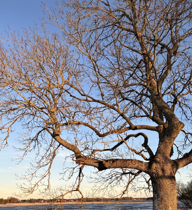 Naken trädgrenar mot blå himmel, gyllene solljus, vinter eller tidig vår, landskap med snörester.