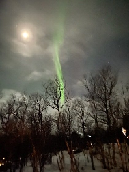 Nordljus sträcker sig uppåt i nattsky över snötäckt skog med månen i bakgrunden.