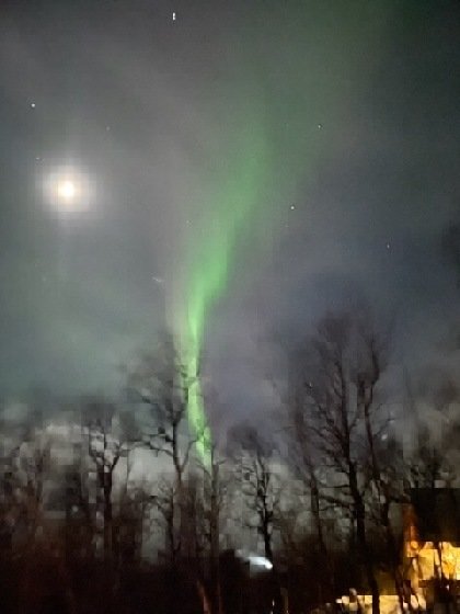 Nordljus i nattlig himmel över silhuetter av träd, med månen och stjärnor, svagt urbant ljus nedtill.