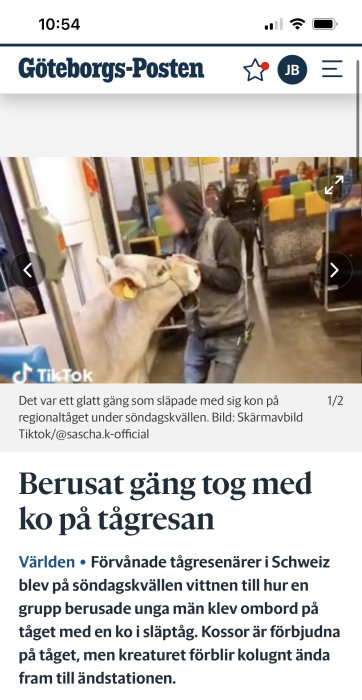 En ko inne i ett tåg med några personer, ovanlig syn, ett nyhetsartikelöverskrift från "Göteborgs-Posten".