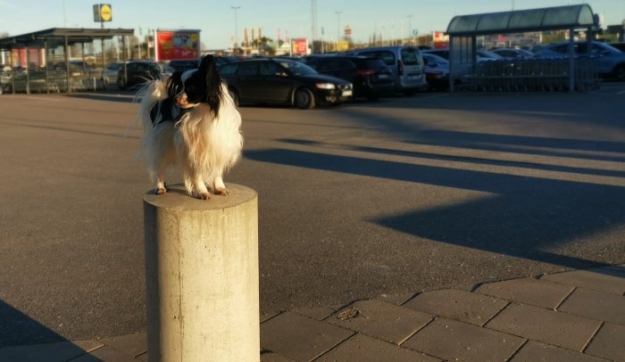 Hund sitter på betongpelare på parkeringsplats. Soligt väder, långa skuggor, shoppingvagnar i bakgrunden, klarblå himmel.