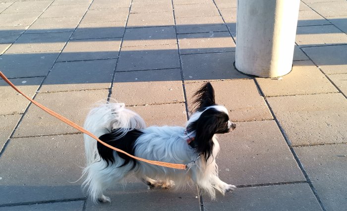 En liten vit och svart hund kopplad utomhus i solsken vid en betongpelare.