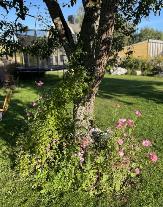 Träd med blomsterbädd, grönt gräs, soligt, utomhus, trädgård, hus och studsmatta i bakgrunden.