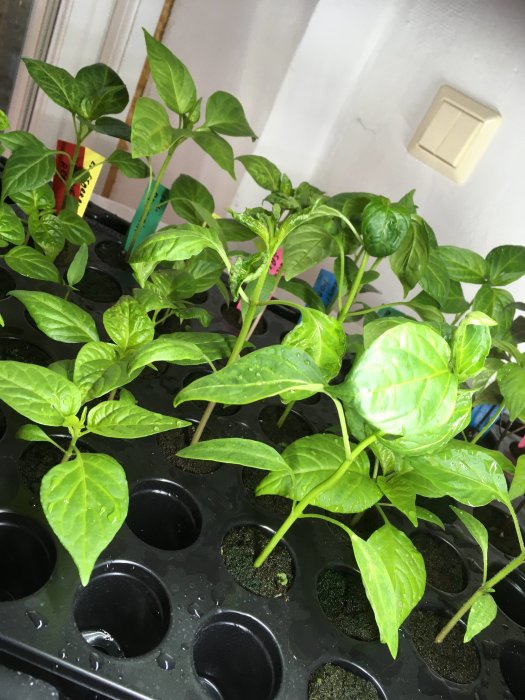 Gröna plantor i plastkrukor, inomhusodling, framför en vit vägg, vattenkvarnar på svart bricka.
