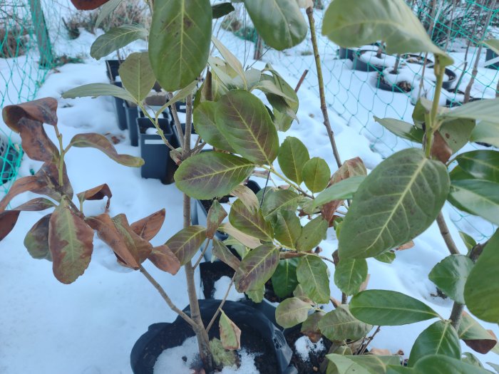 Växter i krukor omgivna av snö, en del blad brunna, troligtvis kyla- eller frostskador, utomhusmiljö.