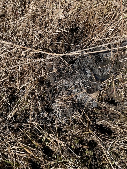 Fotavtryck i lerig mark omgiven av torrt gräs och grenar. Möjliga spillror efter en brand syns.