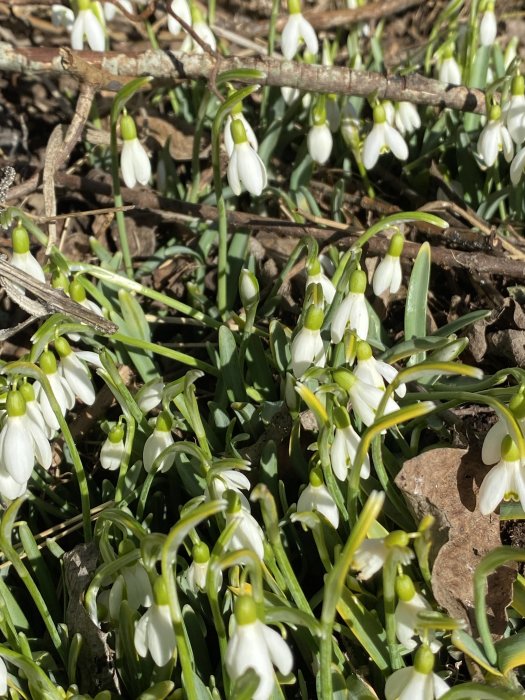 Snödroppar blommar på vårmark, gröna blad, vita klockformade blommor, döda löv, grenar, solbelyst natur.