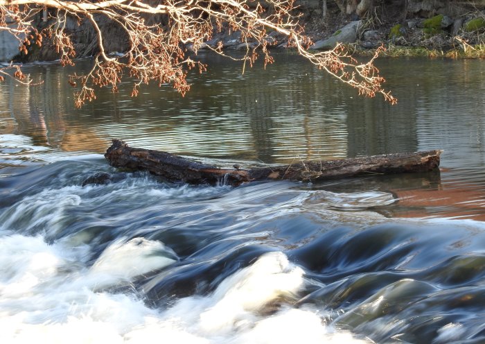 Ett nedfallen träd ligger över ett strömmande vattendrag. Nacka grenar i förgrunden. Lugnt vatten i bakgrunden.