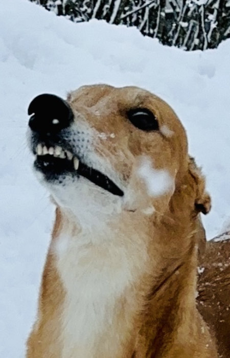 Ett hundansikte i snö, ser upp, tänder synliga, glad, vinterlandskap bakgrund.