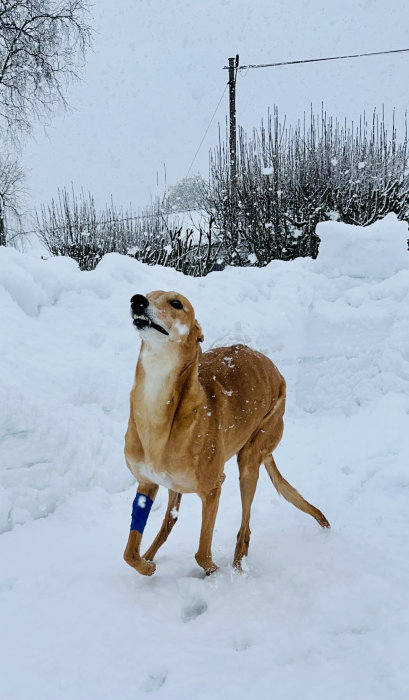 Hund i snö med bandage på benet, ser kallt ut, fallande snöflingor, vinterlandskap.