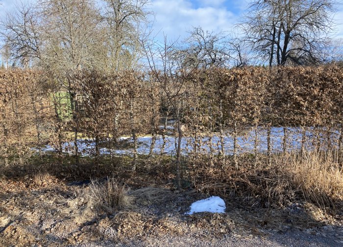 Vinterträdgård med brunt lövverk, metallstaket, rester av snö, bar jord, solbelyst, klar himmel.