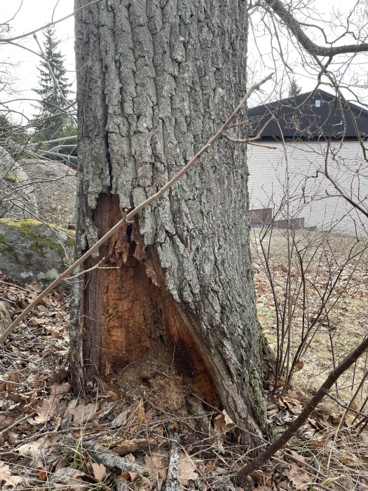 Stort träd med skadad stam, lövförna på marken, bakgrund med hus och träd.