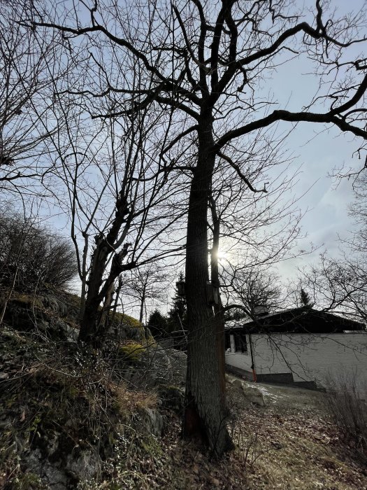 Motljusbild av lövfällande träd framför klar himmel med solen som skiner genom grenarna, hus och växtlighet syns nedanför.