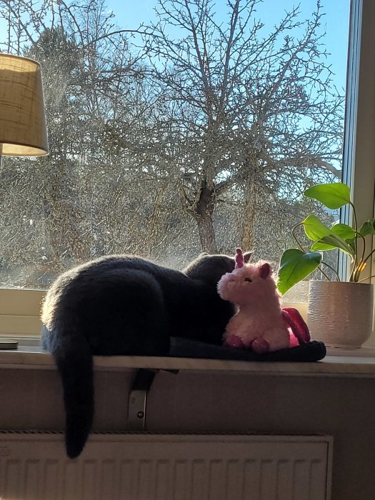 Katt sover på fönsterbräda bredvid rosa leksak, träd utanför, soligt, inomhusväxt, skuggor, hemtrevligt.