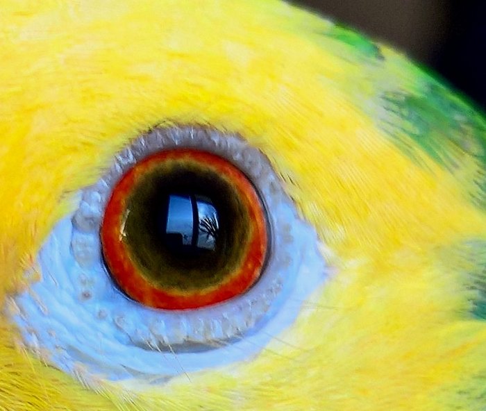 Närbild av en gulgrön fjäderdräkt och ett detaljerat fågelöga med orange iris och spegelbild.
