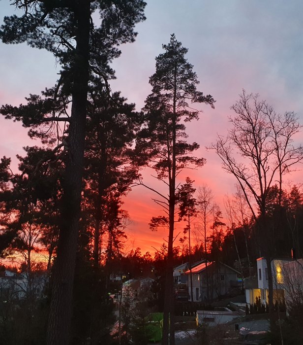 Skymning med dramatisk rosa och blå himmel, silhuetter av träd, bostadshus med tända lampor.