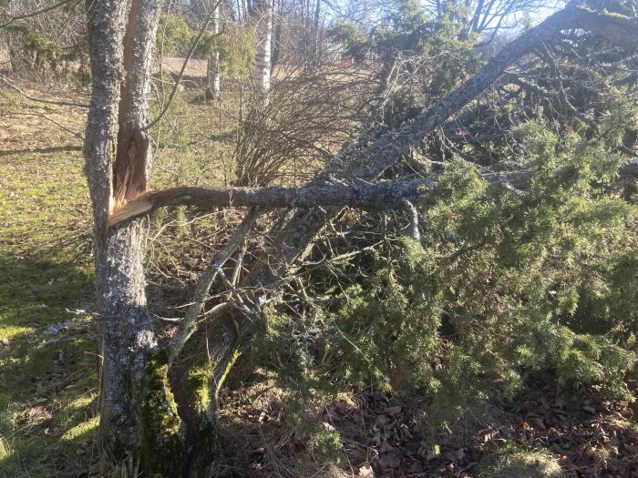 Nedfallen trädgren på gran, skadat träd, tidig vår, soligt, delvis skugga, naturlig utomhusmiljö.