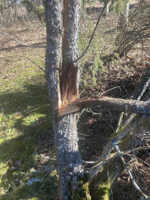 Skadat träd i skog, ljus lavklädd stam, färskt trädbrott, grönt gräs runtom, dagtid, ingen person synlig.