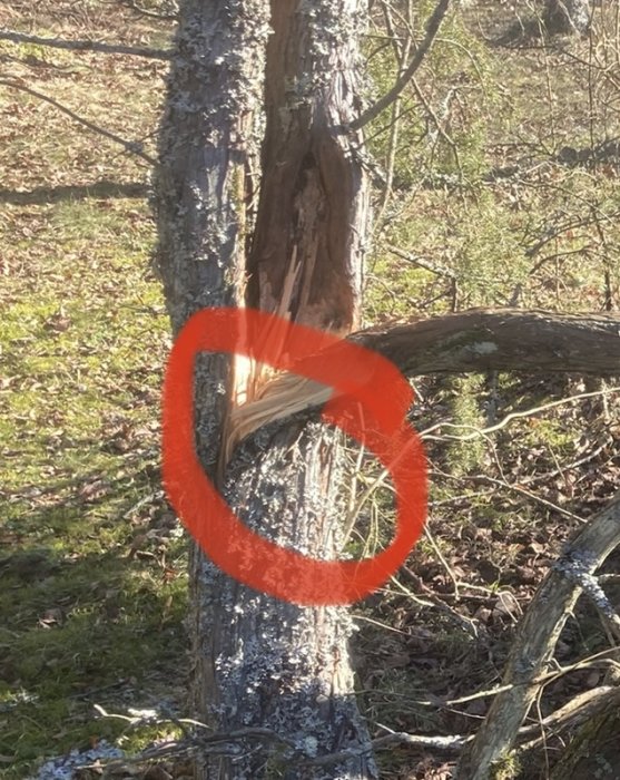 Ett skadat träd i skogen markerat med en röd cirkel.